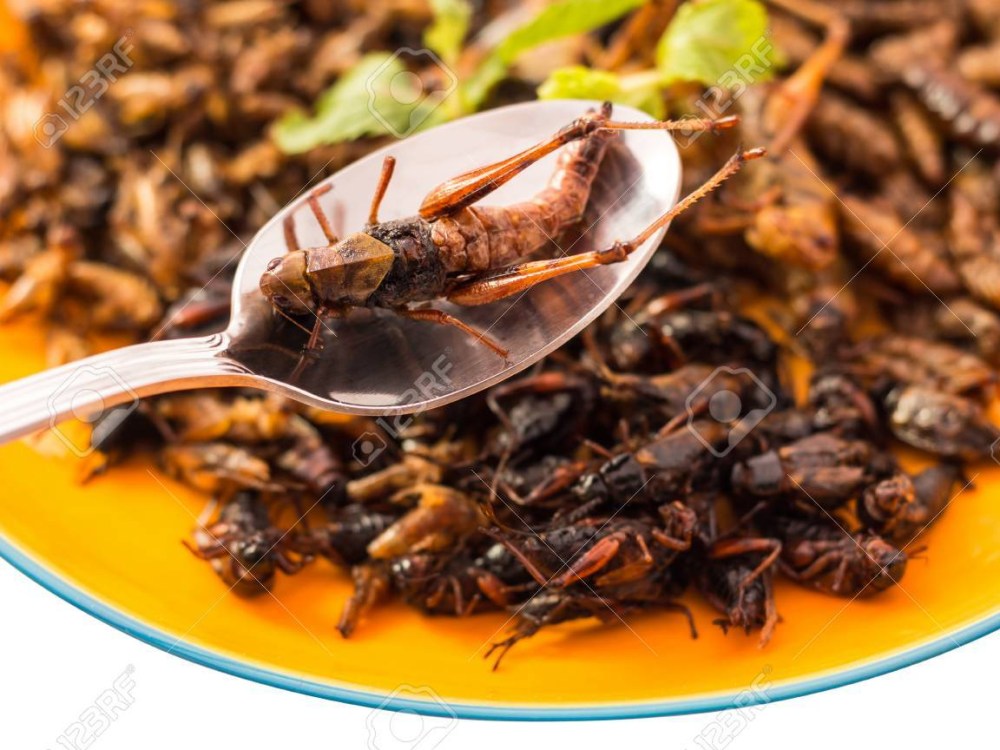 67466431-insetti-cibo-frittura-di-insetti-o-di-legno-verme-insetto-bambucc80-verme-insetto-cavalletta-insetti-e-crick.jpg